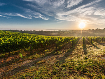 Wine tour Langhe